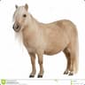 lollponi