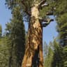 Red[wood]