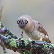 OwODrill