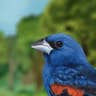 Blue Grosbeak