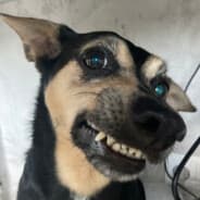 TEDI