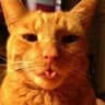 Helixocat