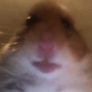 zxcшакал
