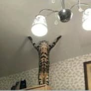 Uçan Kedi