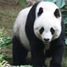 pandathug