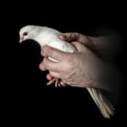 BirdsArentReal