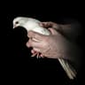 BirdsArentReal