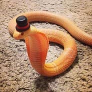 Fancy Snek