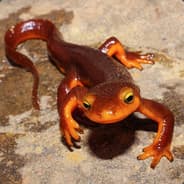 Send Newts