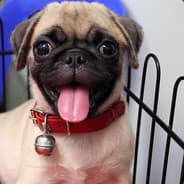 Funny*Mops |◔◡◉