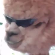 nono