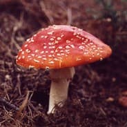 Mushroom