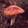 Mushroom