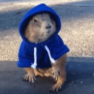 Nibbie