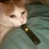 juulcat :)