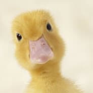 honeyducks