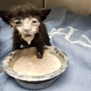 Cat in Yogurt