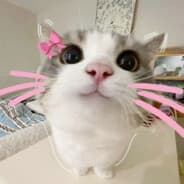 kitty