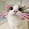 kitty