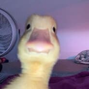 goose