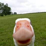 goose