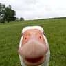 goose