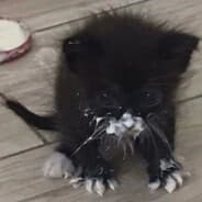 luu miau