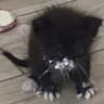 luu miau