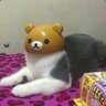 tedddddy bear