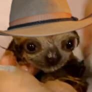 Boiward