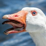 Goose