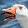 Goose