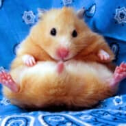 PacTuIIIKa