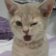 Ledi