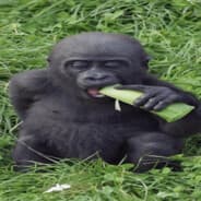 white monkey