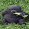 white monkey