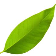 Leaf.