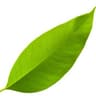 Leaf.