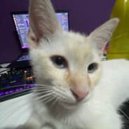 PAREDII