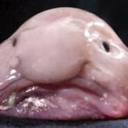 Blob