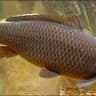 CaRpa