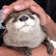 vlash_