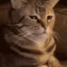 Wipeout