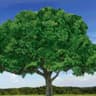 Sree The Tree
