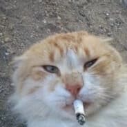 tensk