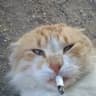 tensk