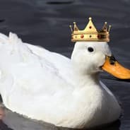 Lord Ducks 42069