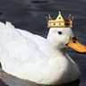 Lord Ducks 42069