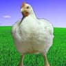 BIG BROILER NA STARTE