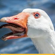 Jaikaz1